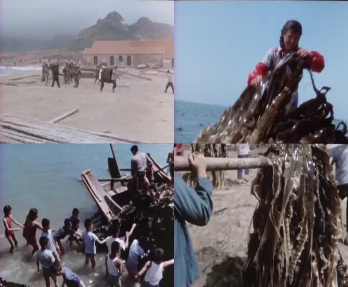 70年代收获海带