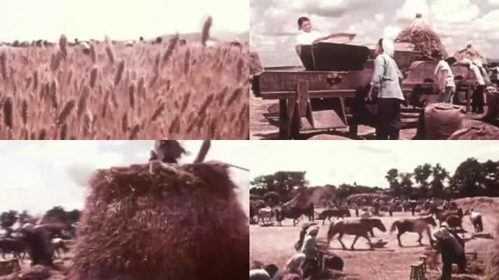 粮食农耕丰收60年代