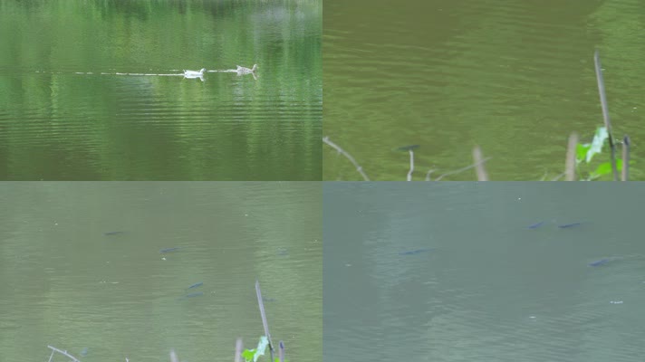 堰塘鱼鸭子在水面游来游去