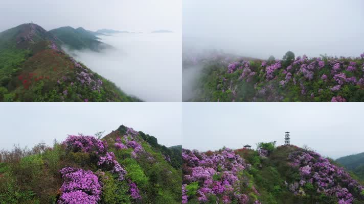 航拍 美丽中国 映山红 云海 大自然