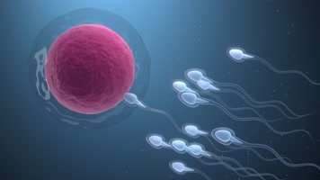 精子卵子结合男人图片