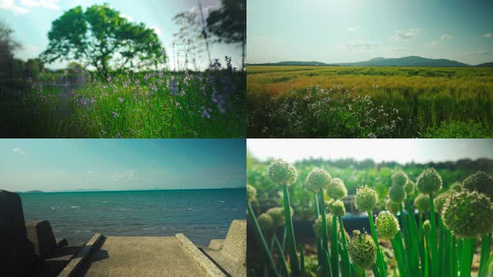美丽大自然风景绿色田园风光4K实拍