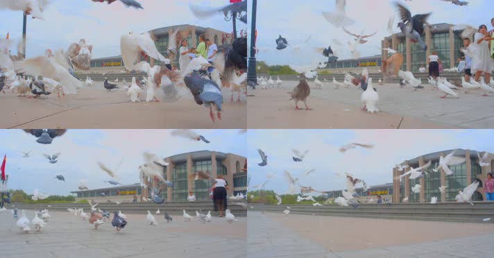 【4K原声】鸽子起飞、广场群鸽