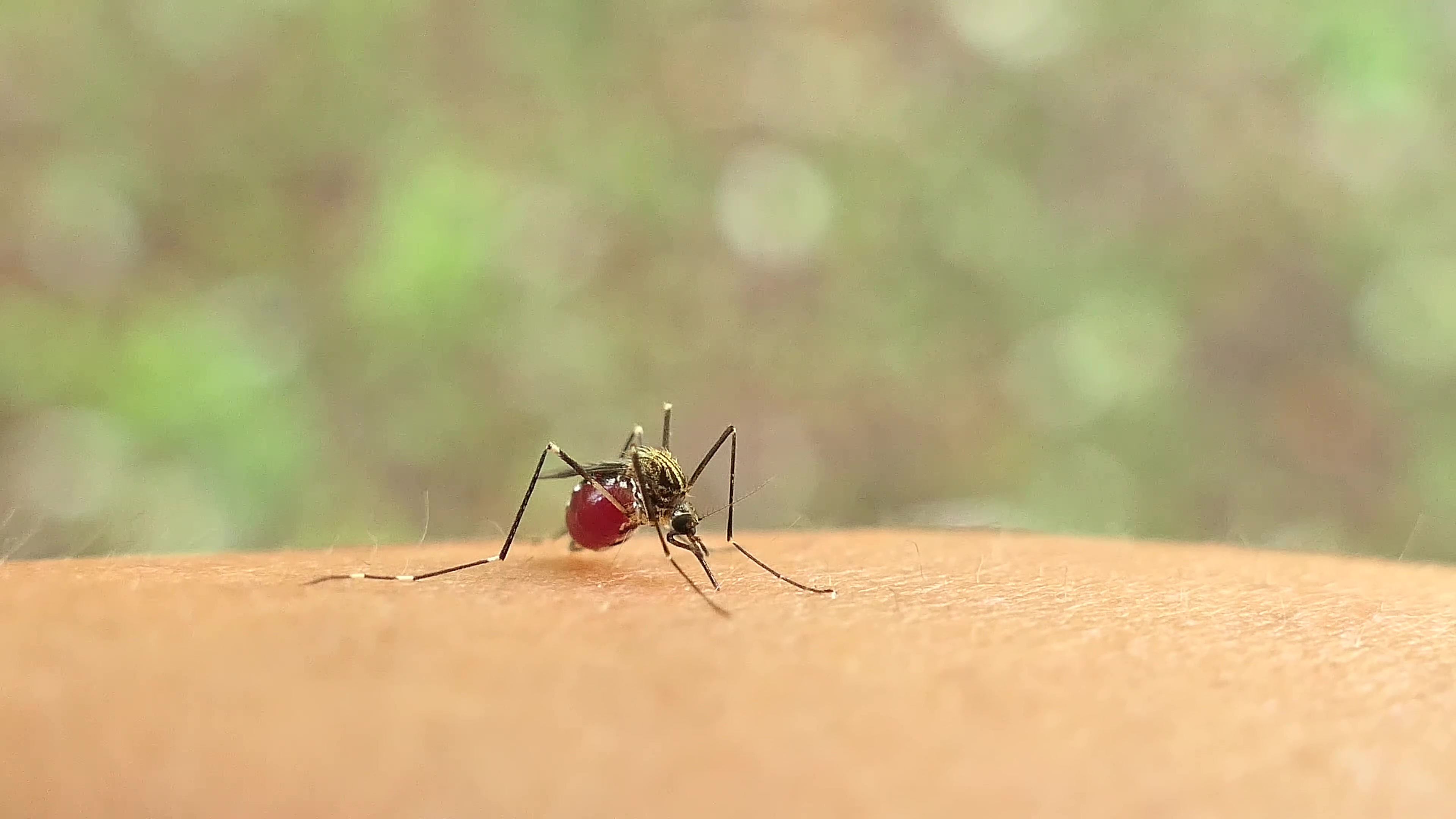 吸血蚊子摄影图高清摄影大图-千库网