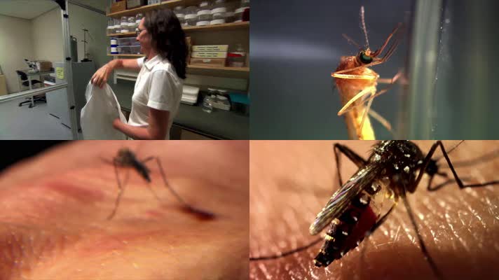 蚊子，科学家研究蚊子