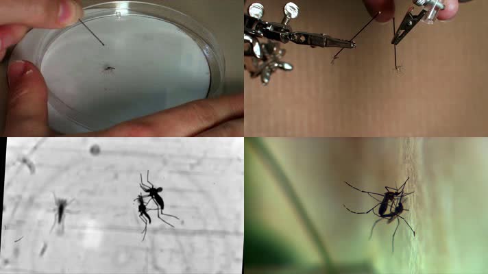 蚊子，科学家研究蚊子