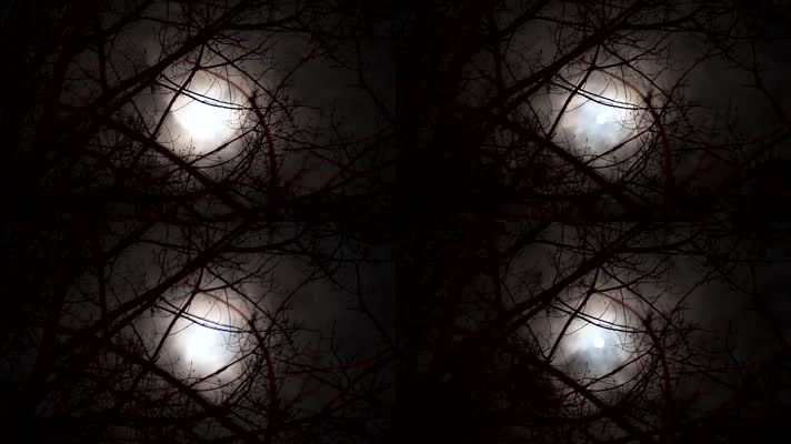 枯枝树林月亮夜晚恐怖