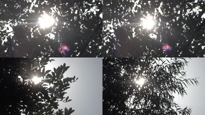 阳光光线光晕透过摇曳的树叶1