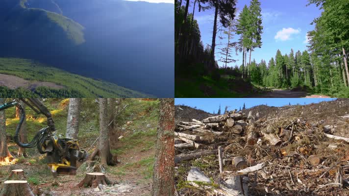 破坏自然环境砍伐树木