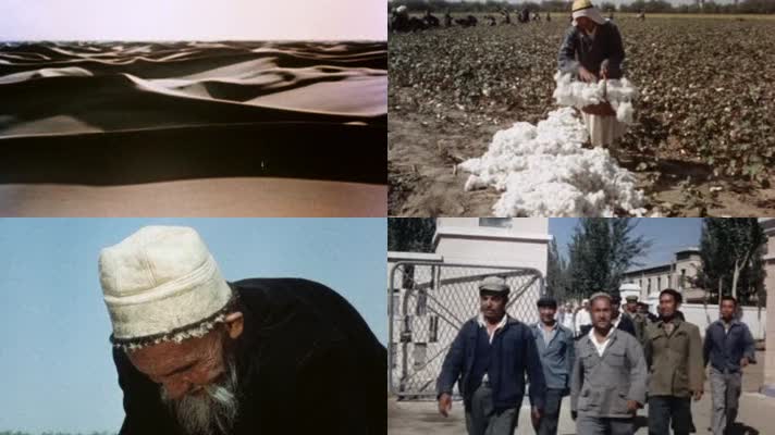 70年代沙漠骆驼-新疆棉花