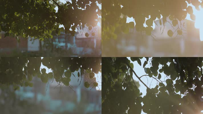 树叶阳光视频天空树叶逆光效果