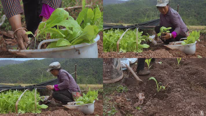 4k农村农民视频农民挖烟苗种烟苗