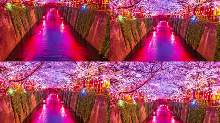 【4K】日本樱花夜景