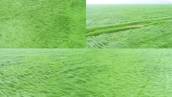 鄱阳湖湿地航拍原素材（4K50帧）