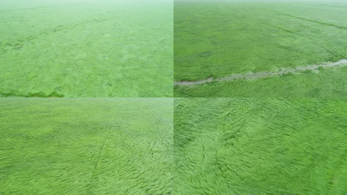 鄱阳湖湿地完美版（4K50帧）