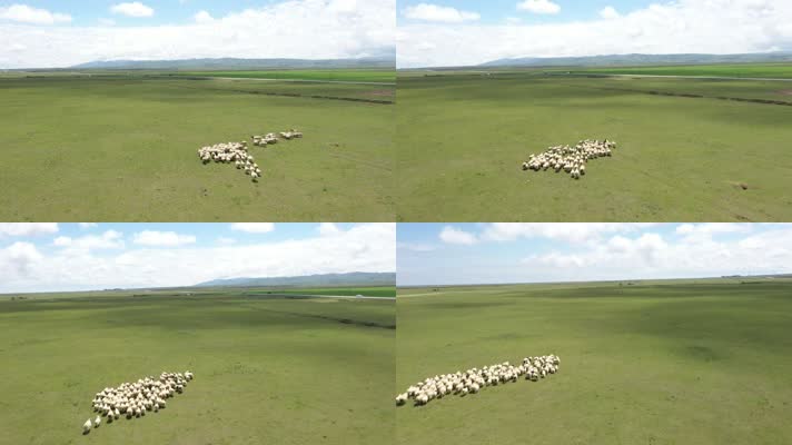 蓝天白云草原牧场羊群4K航拍