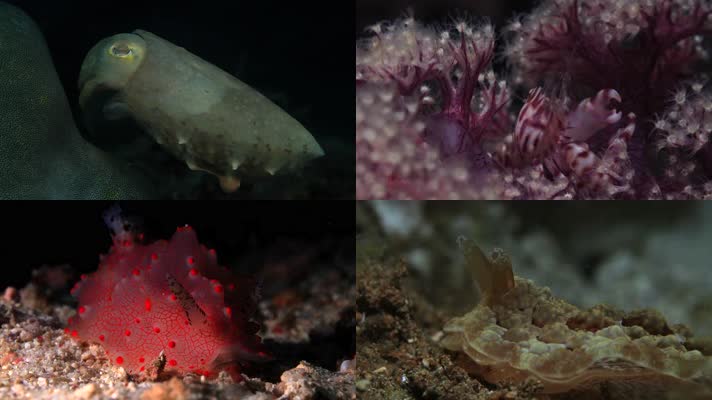 海底世界，软体动物，保护海洋