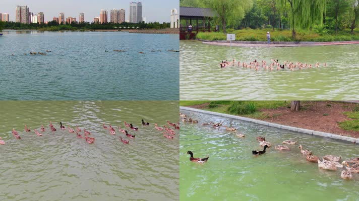 湖中鸭子游泳戏水素材