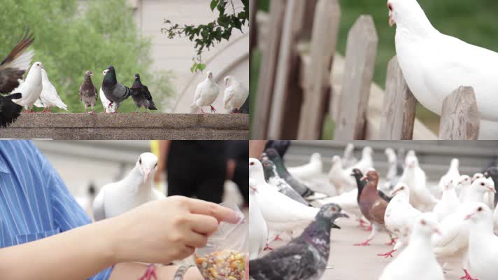 鸽子实拍广场上的鸽子、鸽子与人、鸽子吃东