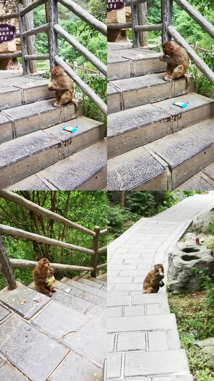 景区猴子猕猴吃东西