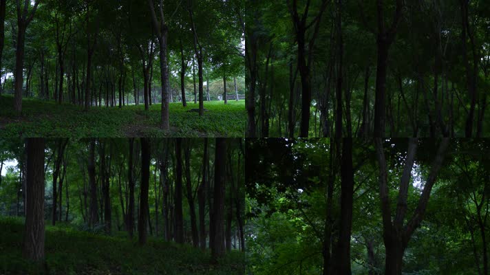 寂静的树林