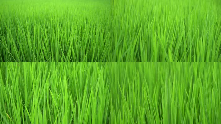绿色水稻