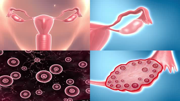 女性衰老卵巢细胞萎缩