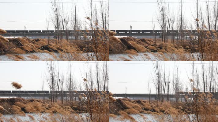 芦苇火车（2K50帧）