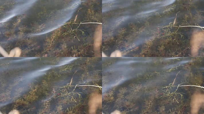 水面水草（2K50帧）