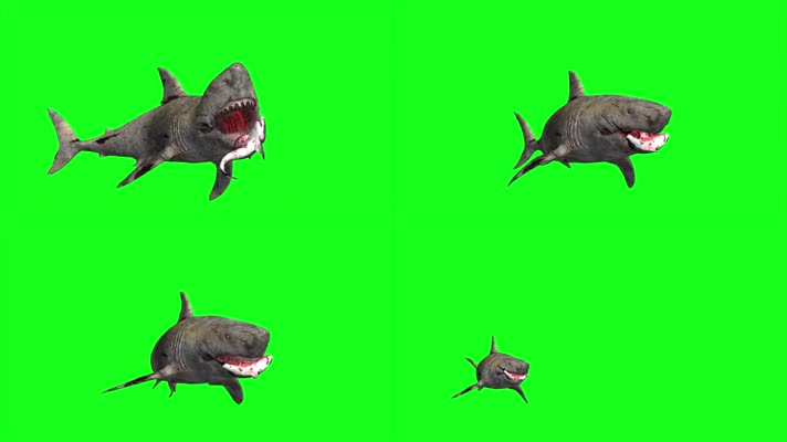 鲨鱼绿屏 (5)