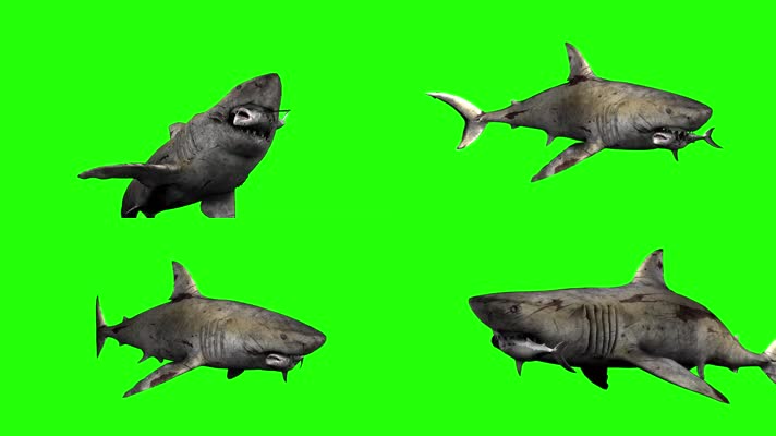 鲨鱼绿屏 (4)