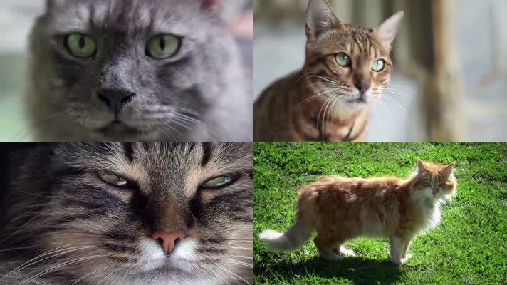 各种可爱猫咪镜头