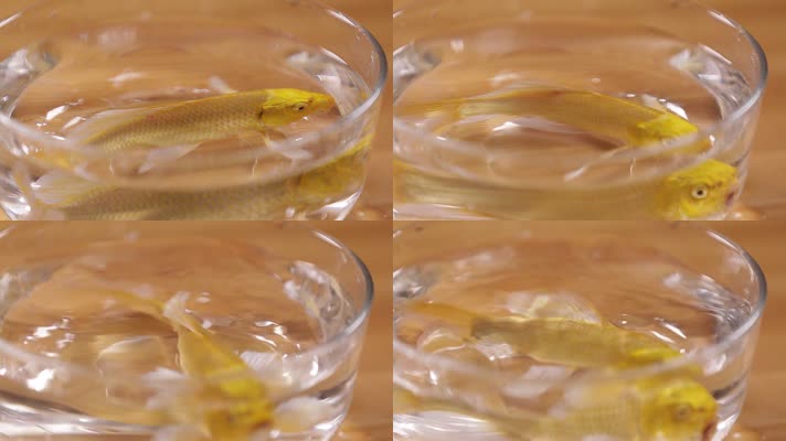 鱼缸里的锦鲤金鱼 (1)