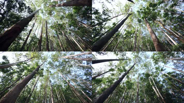 仰拍树林山林树木木材4k