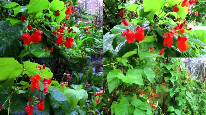 菜园种植的四季豆在雨中盛开红色的花瓣