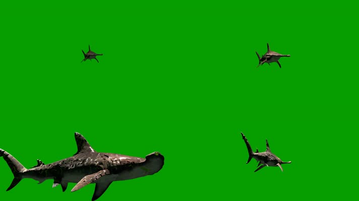 鲨鱼绿屏，双髻鲨锤头鲨绿屏