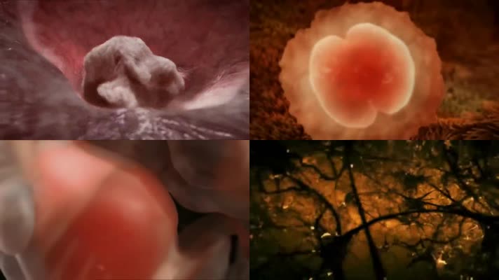 人体胎儿形成