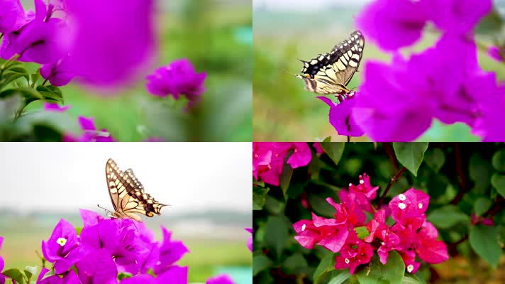 三角梅和蝴蝶飞舞唯美虚化实拍田园自然野外