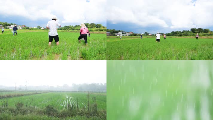 雨水滋润水稻
