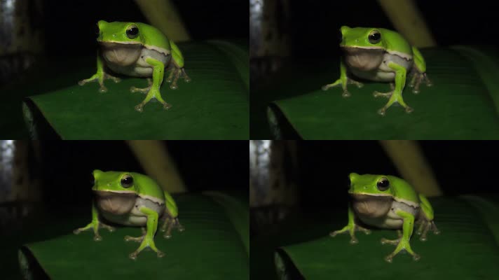 可爱青蛙，树蛙