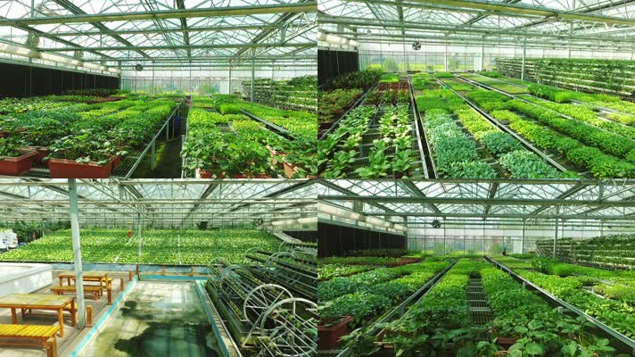 科技农业-温室果蔬