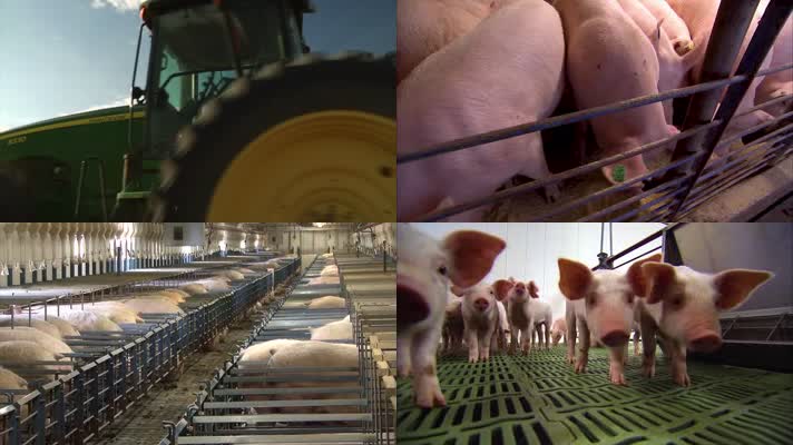 高清实拍农业畜牧生态养猪视频
