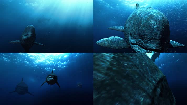 【4K】鲸鱼鲨鱼