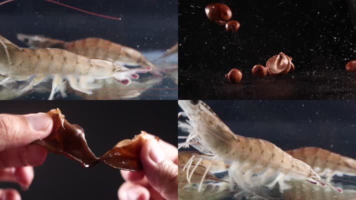 圷-活虾-水里游动的虾-香菇-木耳-创意拍摄