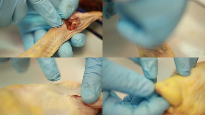 医生手术刀解剖拆分禽类鸡免疫系统 (25