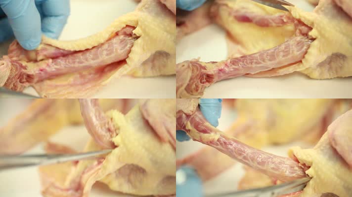 鸡的免疫器官图片