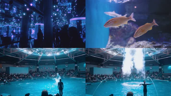 海洋馆海洋乐园海豚表演观光，4K实拍特写