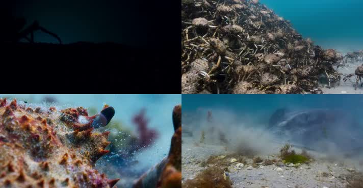 海底世界，海底生物，帝王蟹
