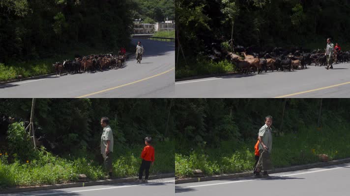 4k牧羊视频中国西南父子在公路上赶羊