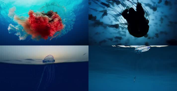 海底世界，浮游生物，海洋生物